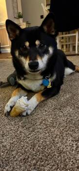 Shiba Inu Dogs Available for Adoption in Toms River, New Jersey - Nikko | PetCurious