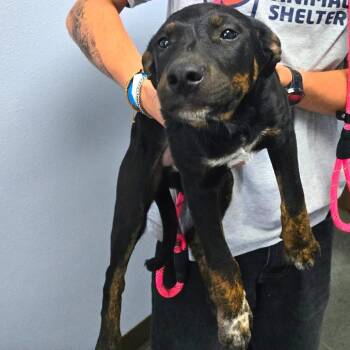 Wyatt -  Mixed Breed Dog for Adoption in Idaho Falls, Idaho - Wyatt | PetCurious