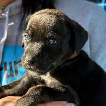 Rescue Australian Shepherd and Pit Bull Terrier Dogs for Adoption in Spring Hill, Kansas - Baklava Bear | PetCurious