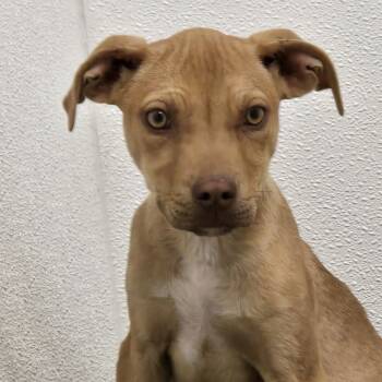 Rescue Pit Bull Terrier Dogs for Adoption in Flagstaff, Arizona - Evie - Mischievous & Sweet! Good W/ Dogs! | PetCurious