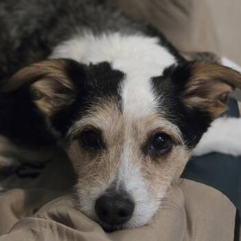 Tater Tot (bonded pair) -  Chihuahua and Terrier Dog for Adoption in Orange Park, Florida - Tater Tot (bonded Pair) | PetCurious