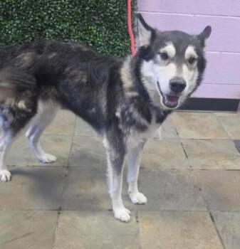 Husky and Mixed Breed Dogs Available for Adoption in El Paso, Texas - 60959686 | PetCurious