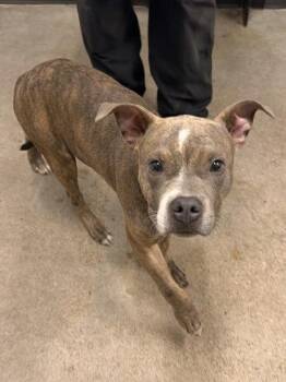Fenway -  Pit Bull Terrier Dog for Adoption in Cleveland, Ohio - Fenway | PetCurious