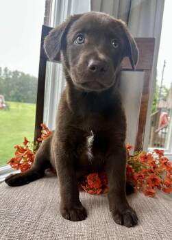 Blu -  Labrador Retriever and Australian Shepherd Dog for Adoption in Armada, Michigan - Blu | PetCurious