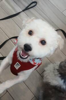 Frankie -  Cockapoo Dog for Adoption in Toronto, Ontario - Frankie | PetCurious