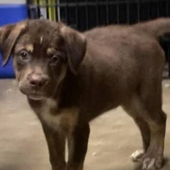 Grizzly Bear -  Collie Dog for Adoption in Medfield, Massachusetts - Grizzly Bear | PetCurious