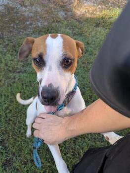 Borris -  Pit Bull Terrier Dog for Adoption in Rocky Mount, North Carolina - Borris | PetCurious