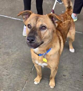 Charlie -  Mixed Breed Dog for Adoption in Sioux City, Iowa - Charlie | PetCurious