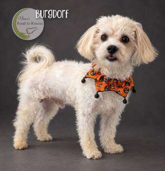 Burgdorf -  Maltese Dog for Adoption in Benton, Louisiana - Burgdorf | PetCurious