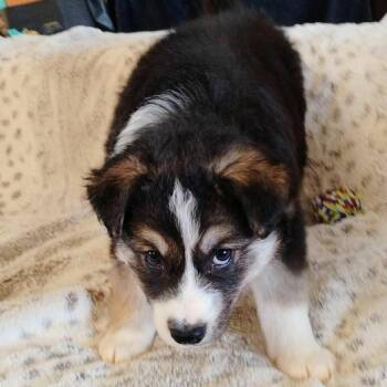 Mixed Breed Dogs Available for Adoption - Lotso | PetCurious