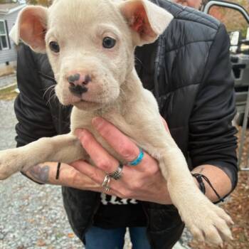 Rescue Mixed Breed Dogs for Adoption in Chattanooga, Tennessee - Selene | PetCurious