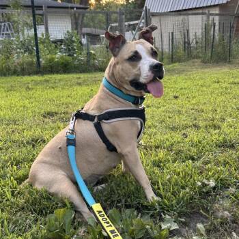 Miss Thing D11517 -  Pit Bull Terrier and American Staffordshire Terrier Dog for Adoption - Miss Thing D11517 | PetCurious