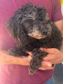 Mabel -  Poodle Dog for Adoption in Millcreek, Utah - Mabel | PetCurious