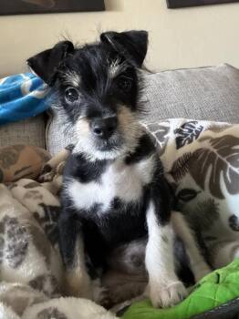 Schnauzer Dogs Available for Adoption - Gunther | PetCurious