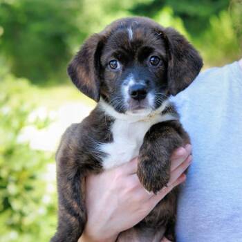 CT Mabel -  Cattle Dog and Australian Cattle Dog Blue Heeler Dog for Adoption in Eastford, Connecticut - CT Mabel | PetCurious