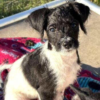 Rescue Mixed Breed Dogs for Adoption in Kenosha, Wisconsin - Nathaniel | PetCurious