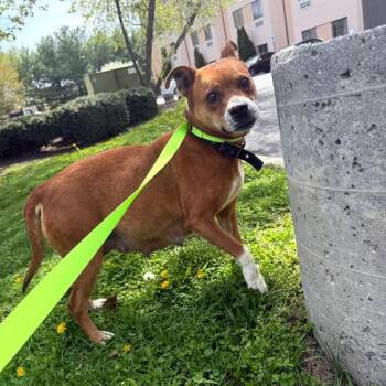 Mixed Breed Dogs Available for Adoption in Rockville, Maryland - Hera | PetCurious