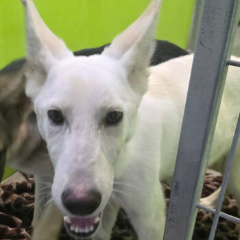 Rescue Shepherd Dogs for Adoption in San Jacinto, California - Salt | PetCurious