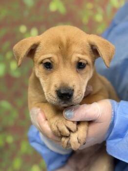 Casserole -  Labrador Retriever and Mixed Breed Dog for Adoption in San Antonio, Texas - Casserole | PetCurious
