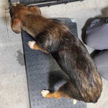 Pepper -  Mixed Breed Dog for Adoption in Las Cruces, New Mexico - Pepper | PetCurious