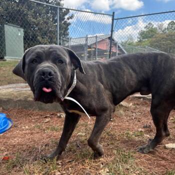 Vandergriff -  Mastiff Dog for Adoption in Birmingham, Alabama - Vandergriff | PetCurious