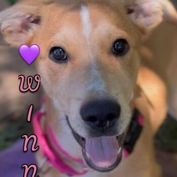 Winnie -  Golden Retriever Dog for Adoption in Shasta Lake, California - Winnie | PetCurious