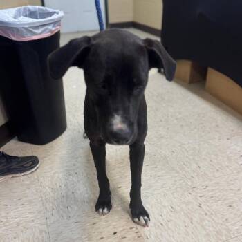 Labrador Retriever and Mixed Breed Dogs Available for Adoption in Lucedale, Mississippi - JOURNEY | PetCurious