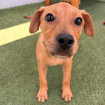 Alberto -  Boxer and Mixed Breed Dog for Adoption in Hawthorne, California - Alberto | PetCurious