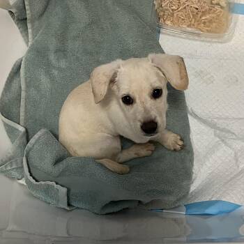 Rabbit -  Miniature Dachshund Dog for Adoption in Fort Collins, Colorado - Rabbit | PetCurious