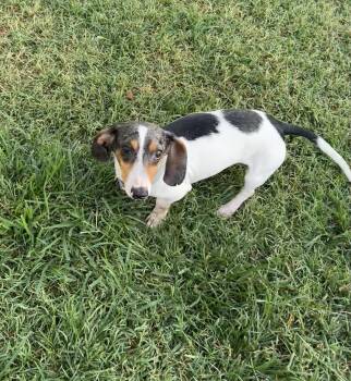 Benny -  Dachshund Dog for Adoption in Chickasha, Oklahoma - Benny | PetCurious