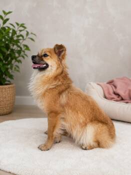 Bruno -  Chihuahua Dog for Adoption in Muncie, Indiana - Bruno | PetCurious