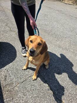 Rescue Labrador Retriever and Hound Dogs for Adoption in Madison, Georgia - Maybell | PetCurious