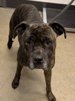 Boxer Dogs Available for Adoption - Martha | PetCurious