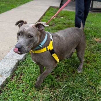 Sheba -  Pit Bull Terrier Dog for Adoption in Baltimore, Maryland - Sheba | PetCurious