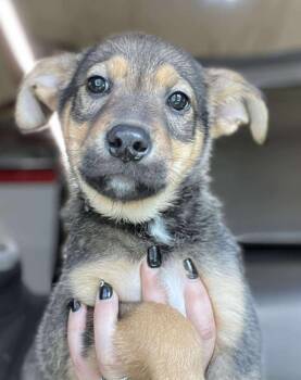 Rescue German Shepherd Dog Dogs for Adoption in Warrenton, Missouri - KO- Rip | PetCurious