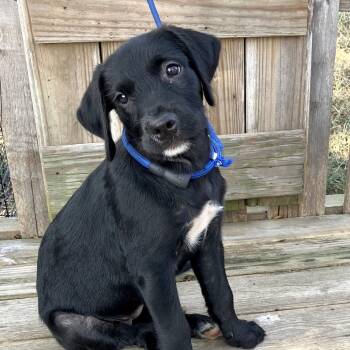 TNGC-Stray-1378 -  Mixed Breed Dog for Adoption in Pulaski, Tennessee - TNGC-Stray-1378 | PetCurious