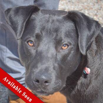 Black Labrador Retriever and Boxer Dogs Available for Adoption in Huntley, Illinois - Walter | PetCurious