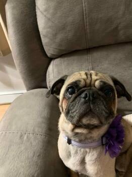 Bella -  Pug Dog for Adoption in De Pere, Wisconsin - Bella | PetCurious
