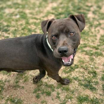 Oppi -  Chocolate Labrador Retriever and Mixed Breed Dog for Adoption in Harrisonburg, Virginia - Oppi | PetCurious