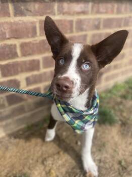 Bennett -  Husky Dog for Adoption in Dickson, Tennessee - Bennett | PetCurious
