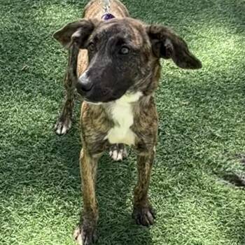 Twix -  Hound Dog for Adoption in Libertyville, Illinois - Twix | PetCurious