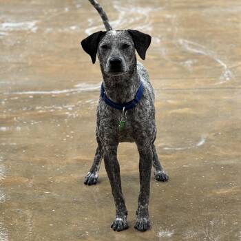 Pokey -  Australian Cattle Dog Blue Heeler Dog for Adoption in Freeport, Florida - Pokey | PetCurious