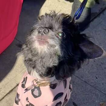 Rescue Poodle and Shih Tzu Dogs for Adoption in New York, New York - Clarence | PetCurious