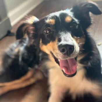 Meleys (20260823-01) -  Australian Shepherd Dog for Adoption in Niagara Falls, Ontario - Meleys (20260823-01) | PetCurious