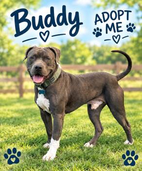 Buddy -  American Staffordshire Terrier Dog for Adoption in Kenedy, Texas - Buddy | PetCurious