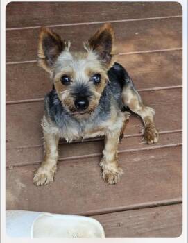 Rescue Yorkshire Terrier Dogs for Adoption in Winder, Georgia - Theodore | PetCurious