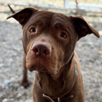 Chocolate Labrador Retriever and Pit Bull Terrier Dogs Available for Adoption in Enfield, New Hampshire - Baisel | PetCurious