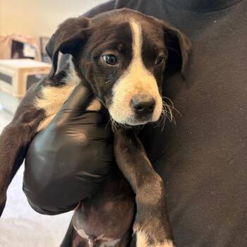 Mixed Breed Dogs Available for Adoption in Huntington, West Virginia - Jordin | PetCurious