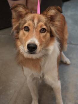 Rosie -  Collie and Mixed Breed Dog for Adoption in Bowling Green, Kentucky - Rosie | PetCurious