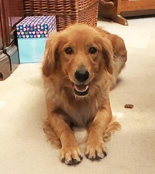 Tory -  Golden Retriever Dog for Adoption in Waterville, Ohio - Tory | PetCurious